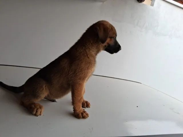 VENDO FILHOTE MACHO DE PASTOS MALINOIS  - Foto 2