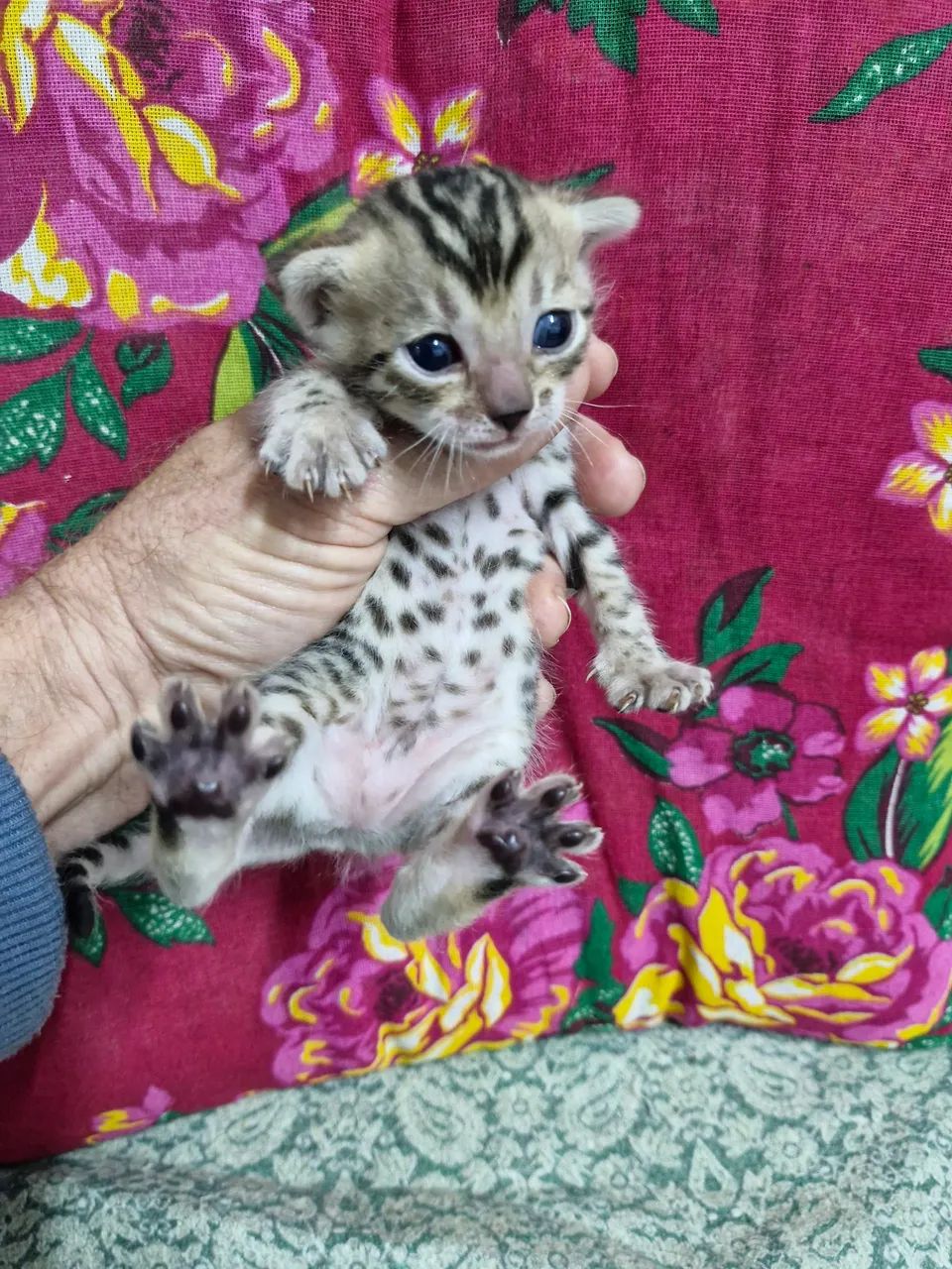 Bengal  - Foto 5