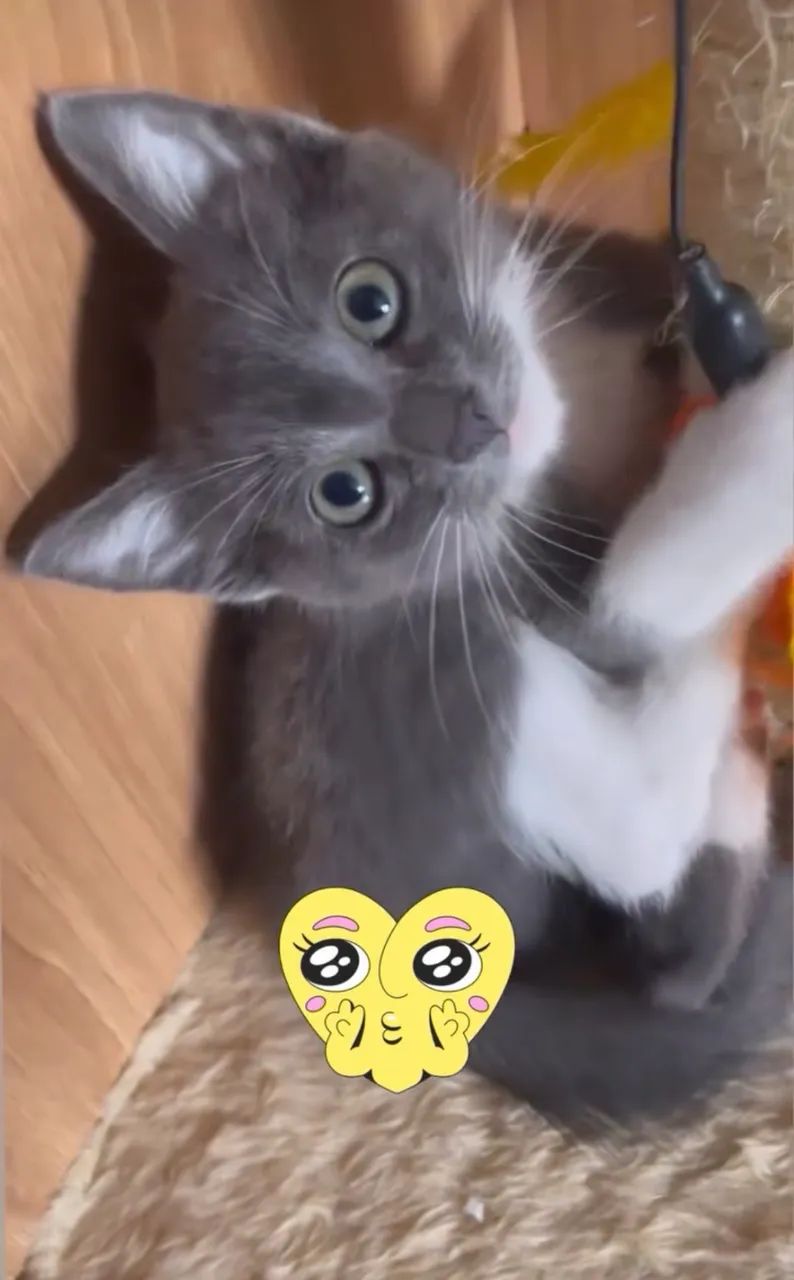 Gato fêmea 