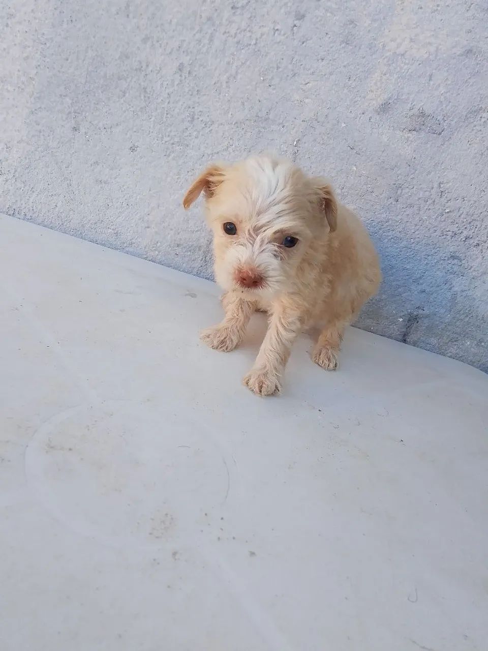 Vende,se filhotes de poodle ? - Foto 3
