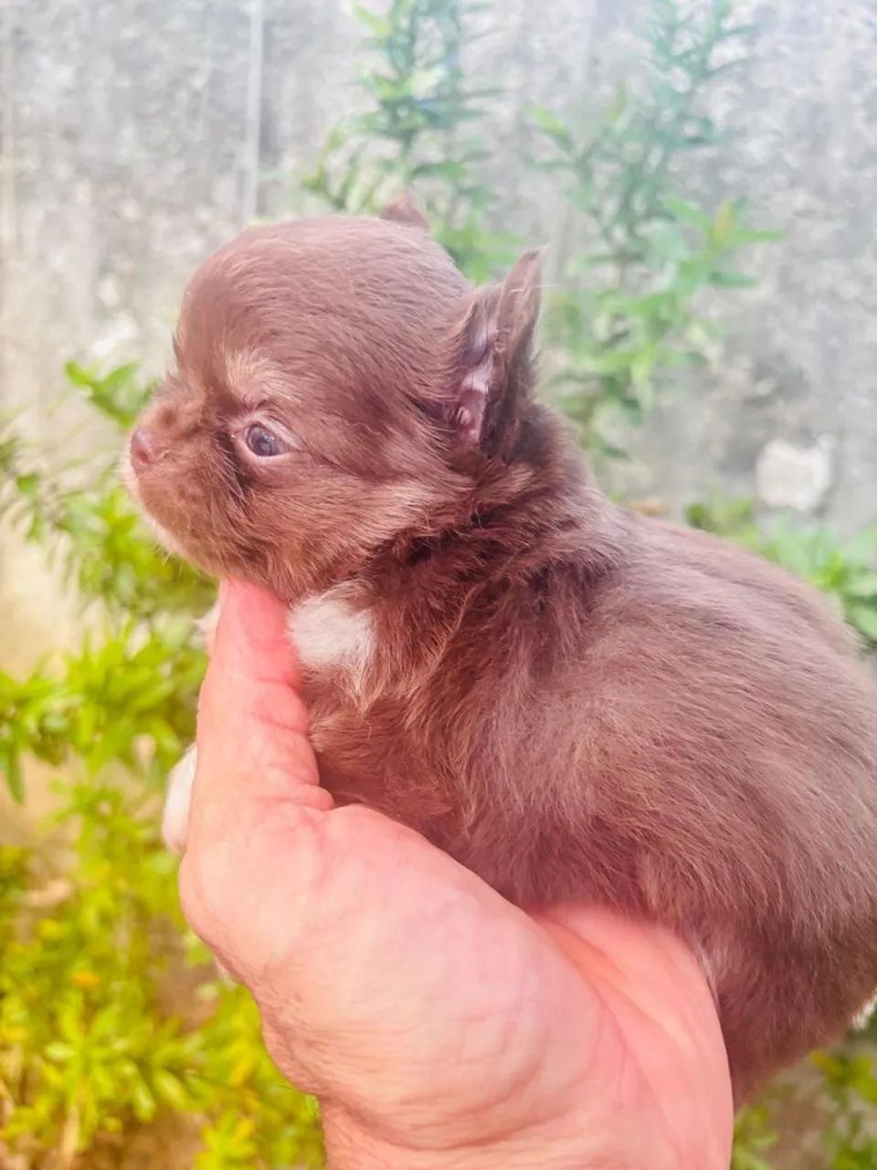 Chihuahua  - Foto 4