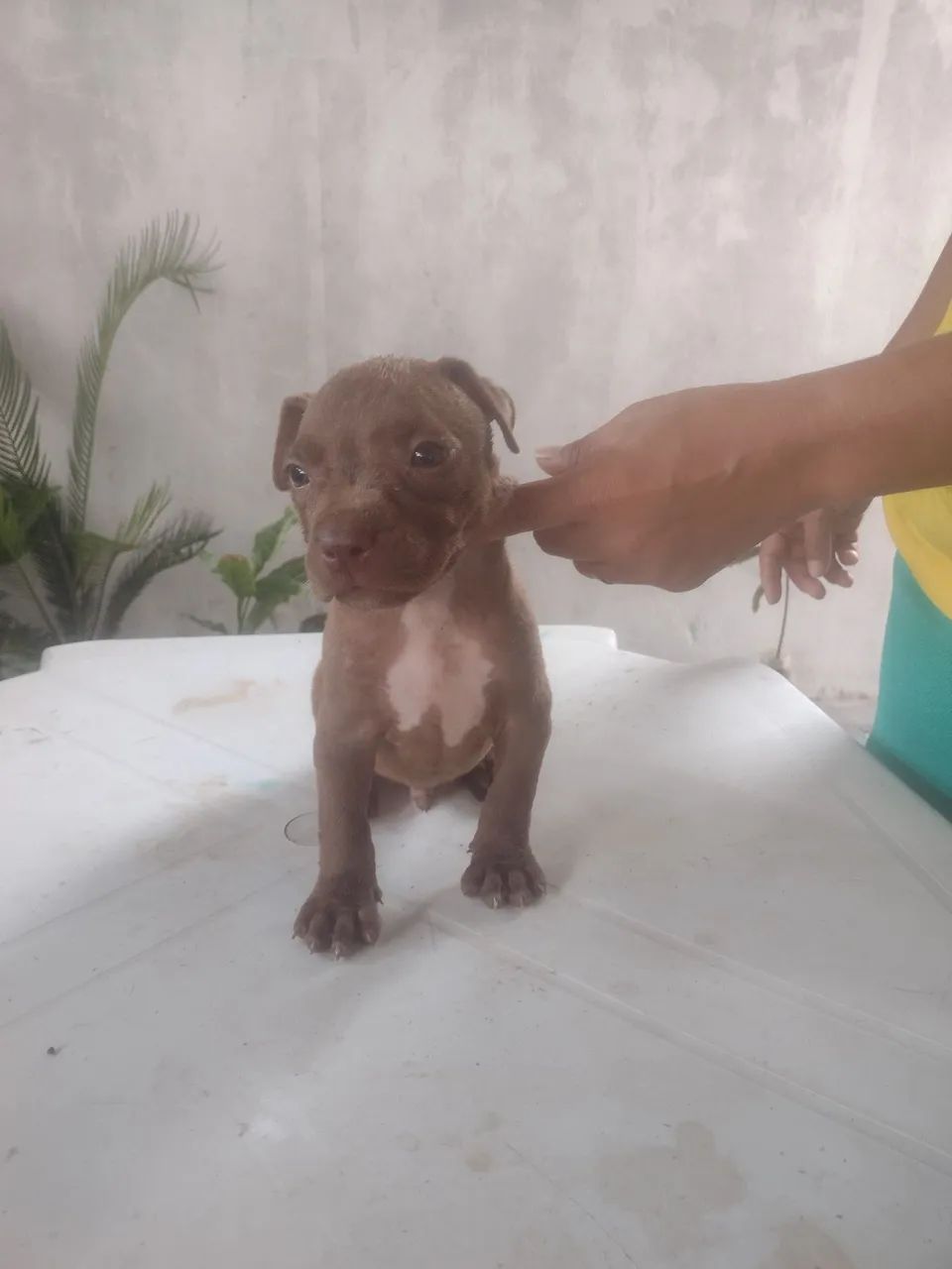 Vende-se  - Foto 4