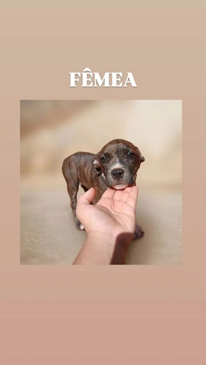 Filhotes de Pitbull  - Foto 2