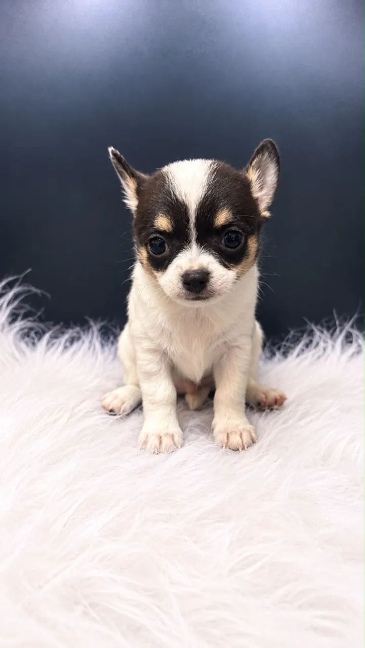 Chihuahua - Foto 3