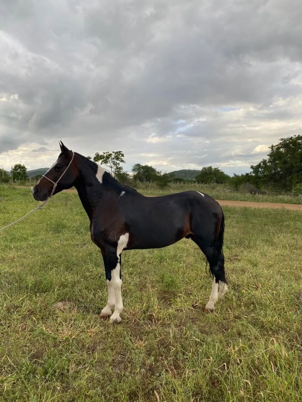 Cavalo Mangalarga Puro Pampa de Záino