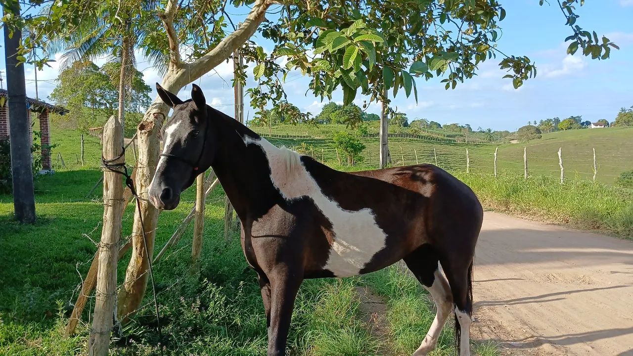 Potro de 1 ano - Foto 4