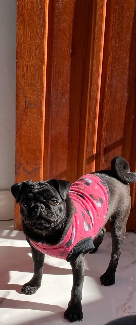 Vendo ou troco por Lulu fêmea  - Foto 2