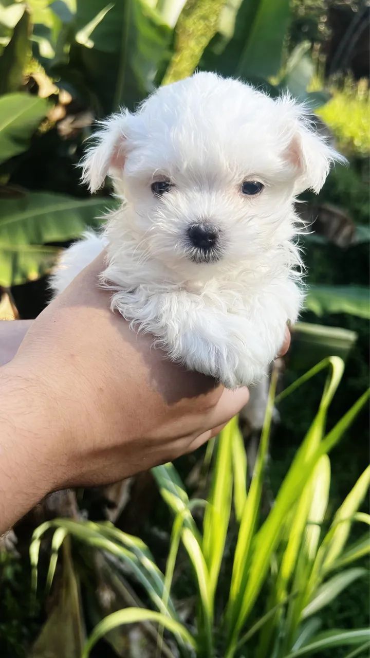Maltês 
