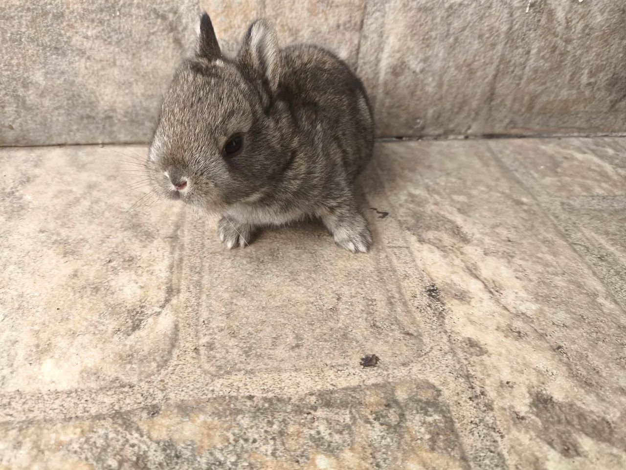 Mini coelho  - Foto 5