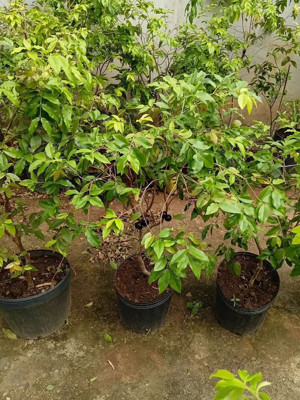 Mudas de jabuticaba  - Foto 5