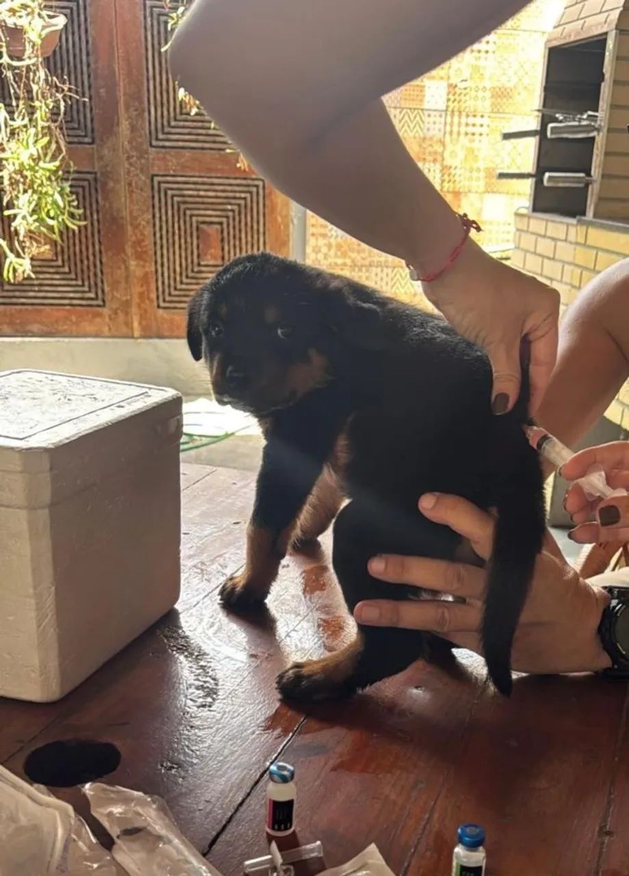 Filhotes Rottweiler vacinados e vermifugados. Tratar *