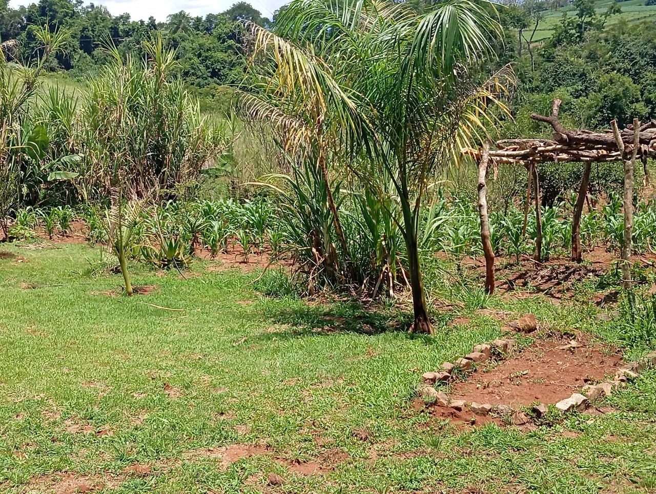 Chácara em Tamarana  - Foto 4