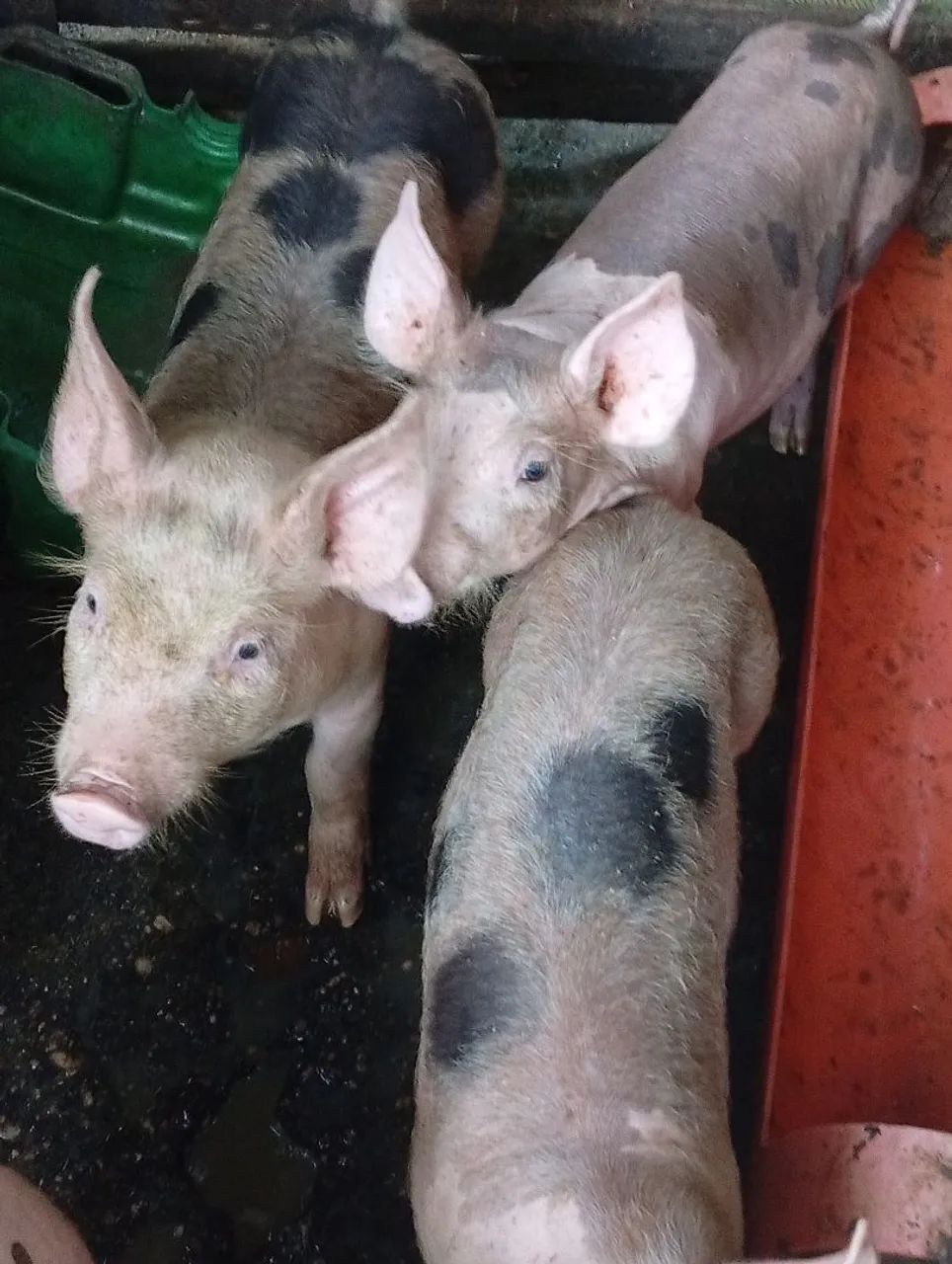 Bacurinho porco  - Foto 2