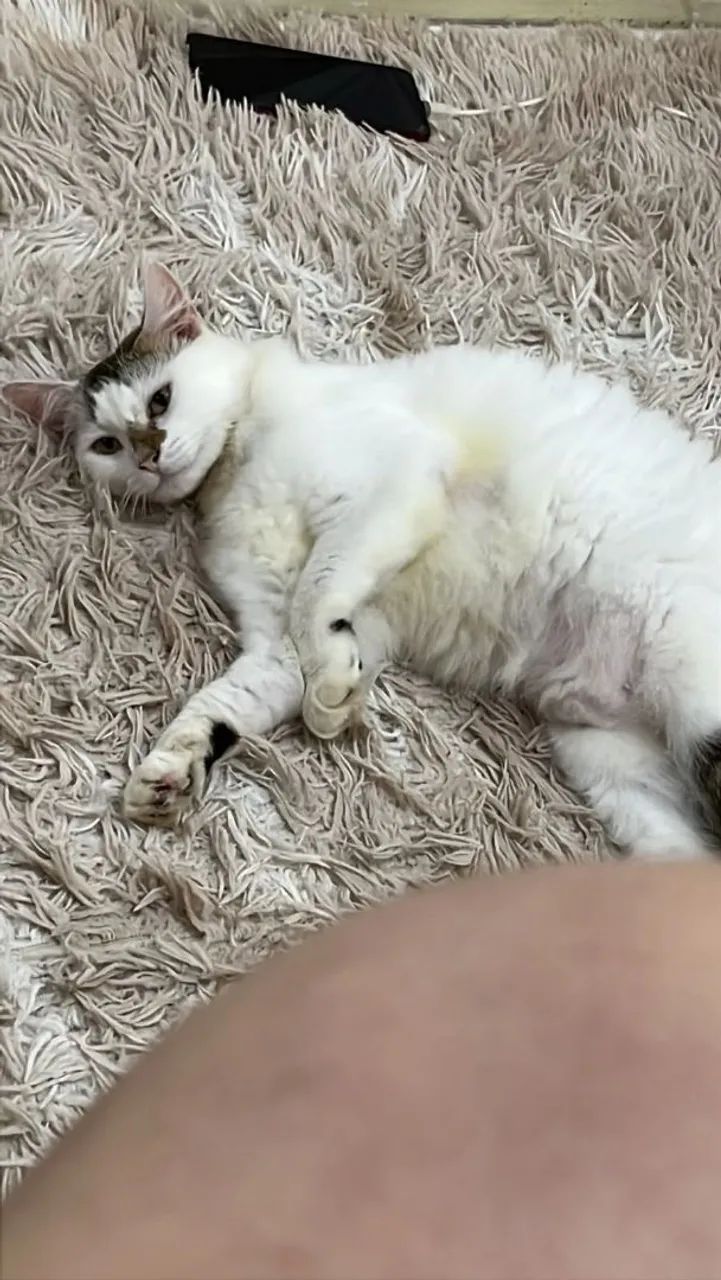 Gato - Foto 2