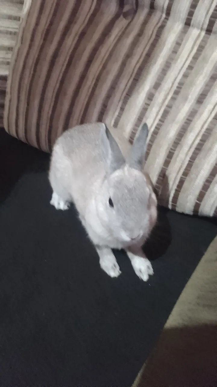 Coelho de estimação de raça  - Foto 3