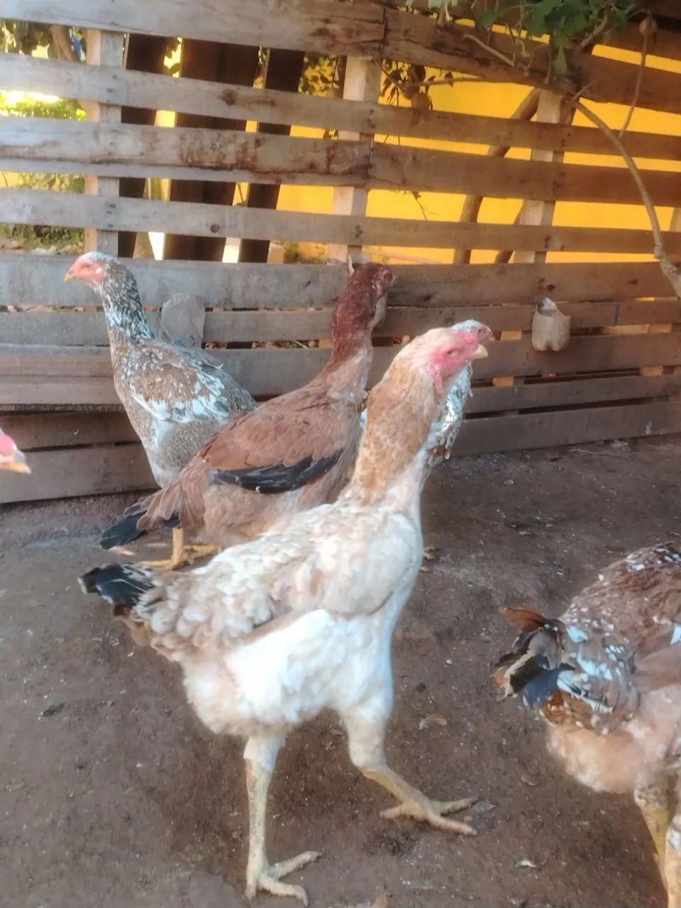Frangas e galinhas indio gigante  - Foto 5