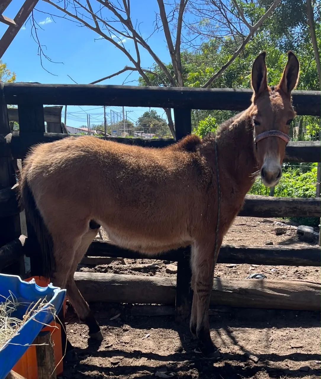 Burro