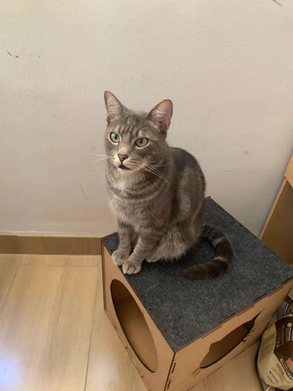 DOAÇÃO DE GATO DUPLA - Foto 5