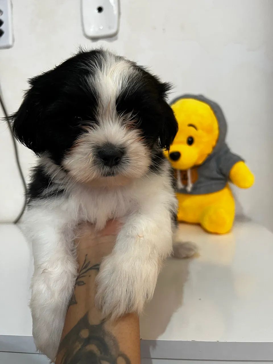 Filhotes de Shihtzu  - Foto 3