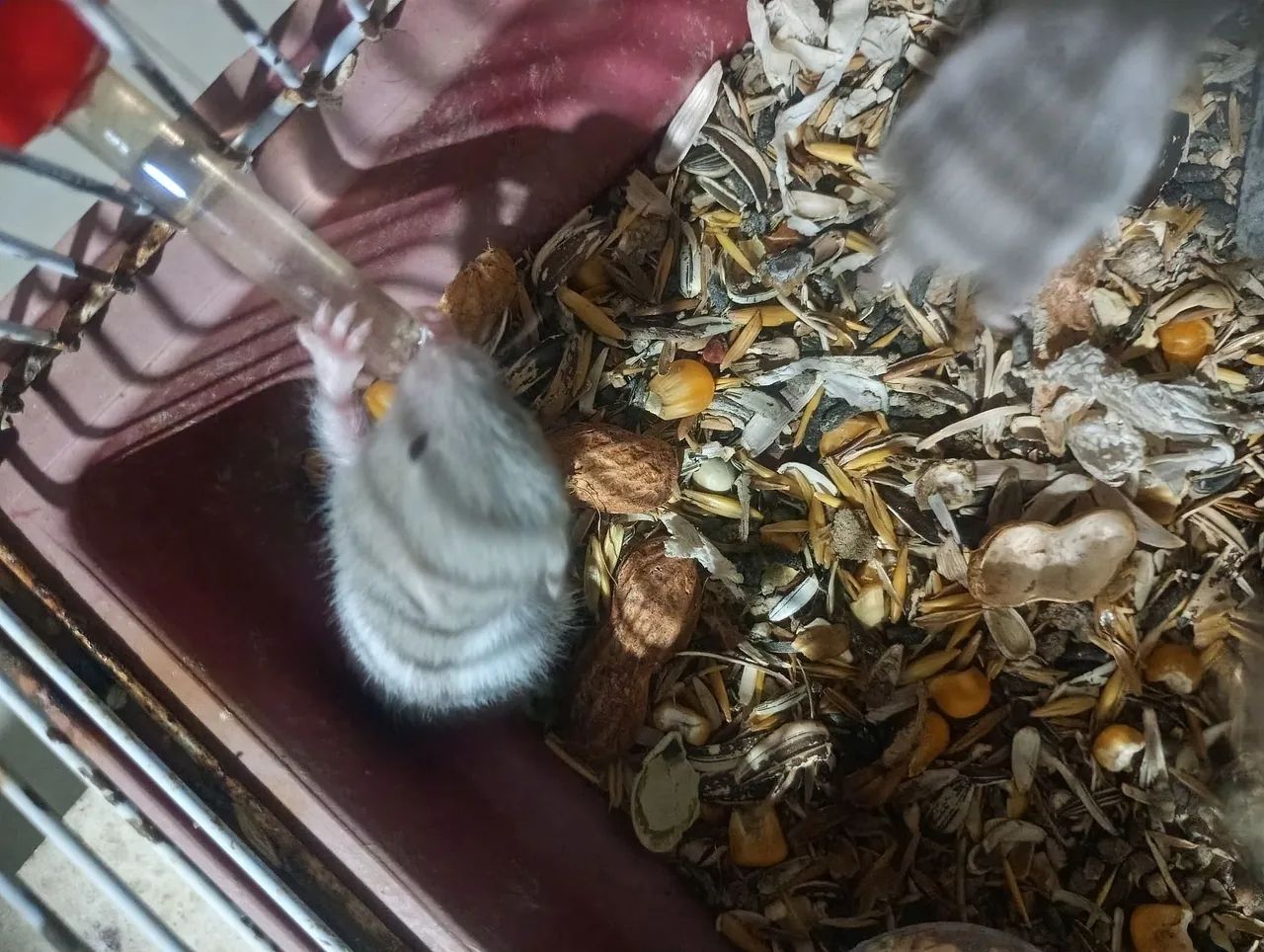 Hamster Sírio  - Foto 3