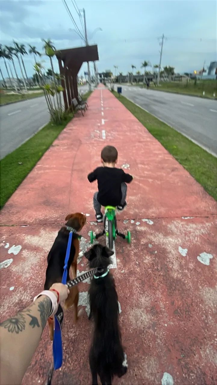 DOA-SE dois cachorros dóceis e tranquilos 
