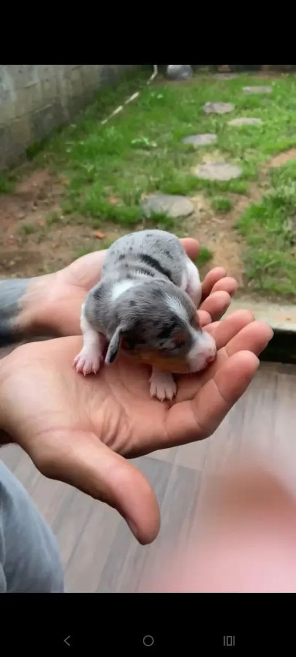 Dachshund 