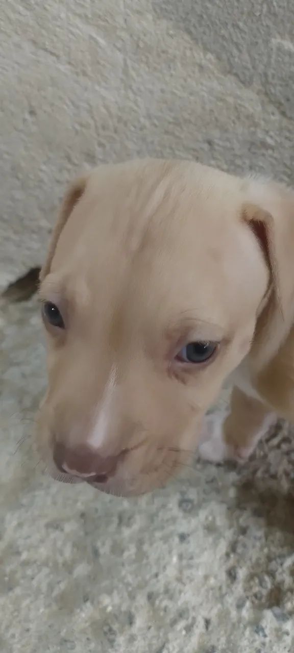 Pitbull red nose  - Foto 3