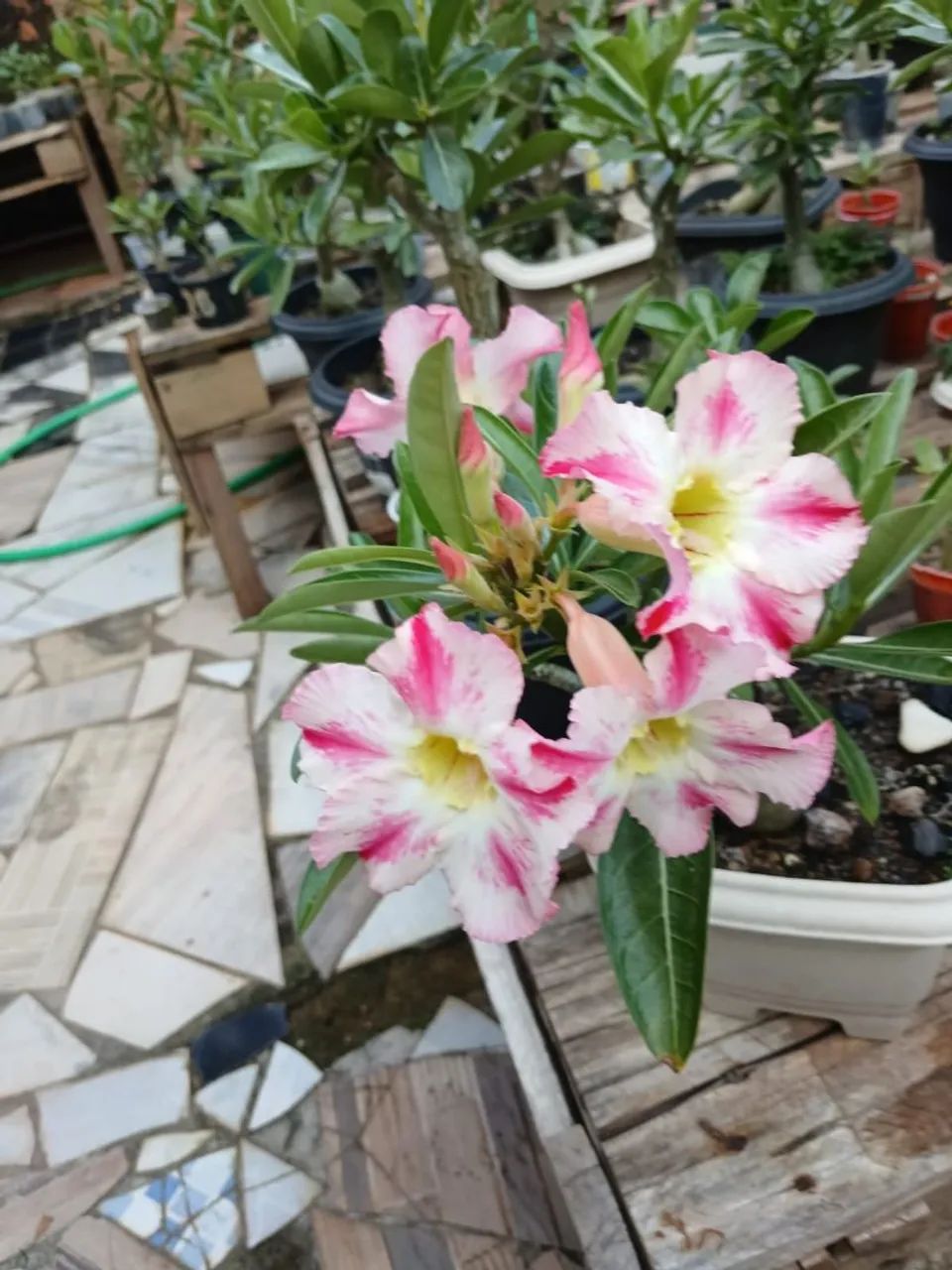 Rosa do deserto  - Foto 4