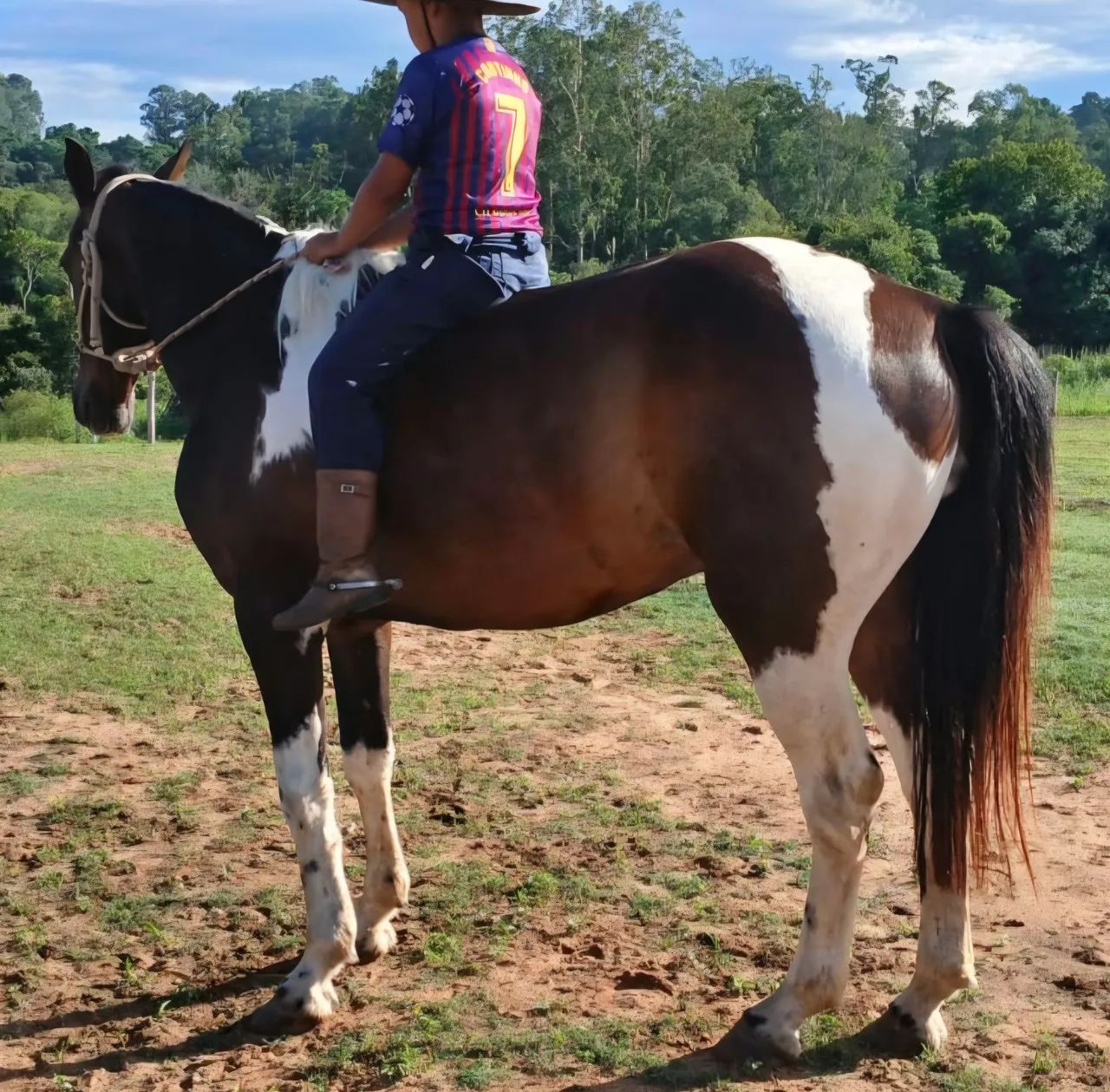 Tobiano castrado muito mansinho e enorme - Foto 3