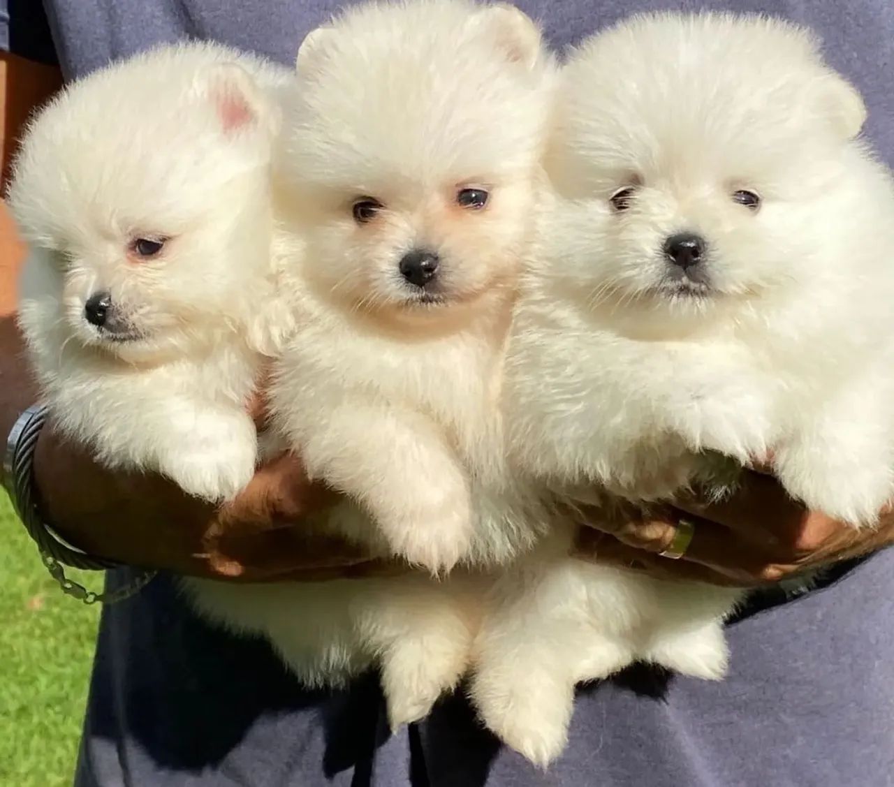 Lulu da pomerania branco neve ? parcelamos até 18 