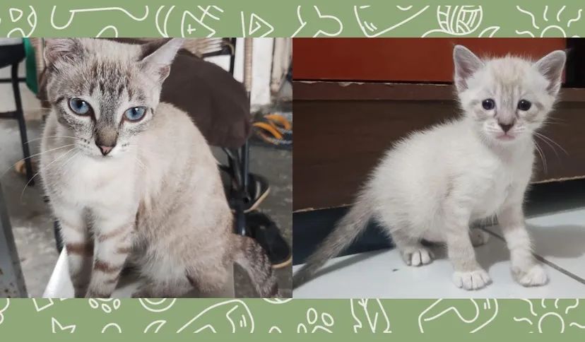 Adoção Responsável Urgente - Leia a descrição