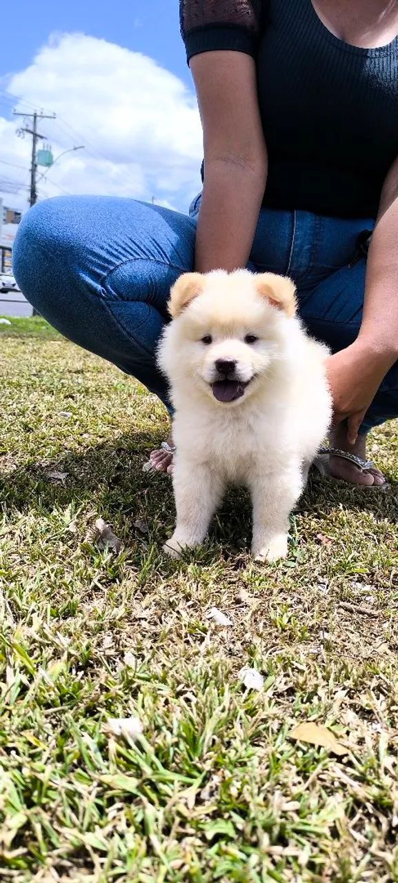 Chow Chow  - Foto 2