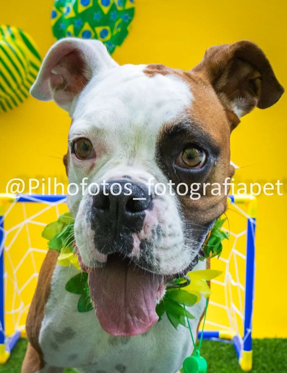 Doação de boxer fêmea  - Foto 3