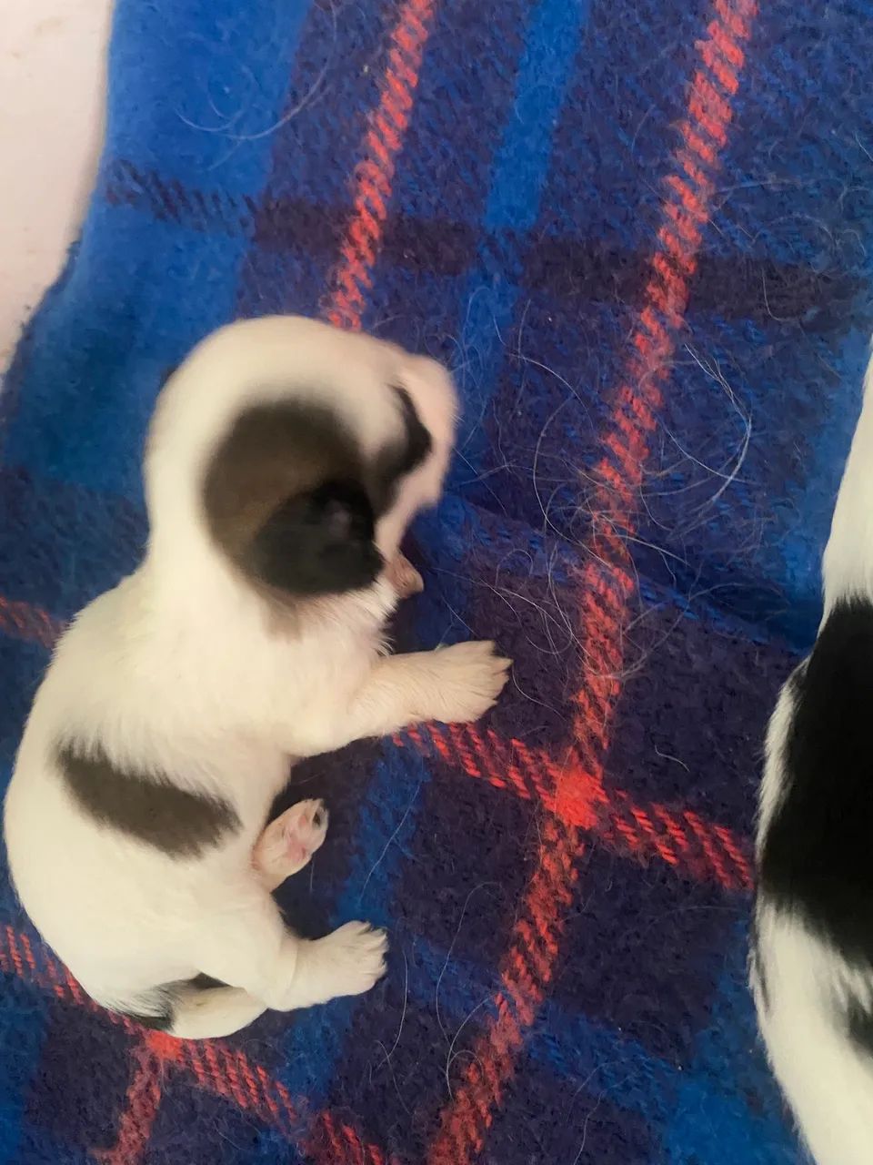 Cachorro da raça chip Sul - Foto 3