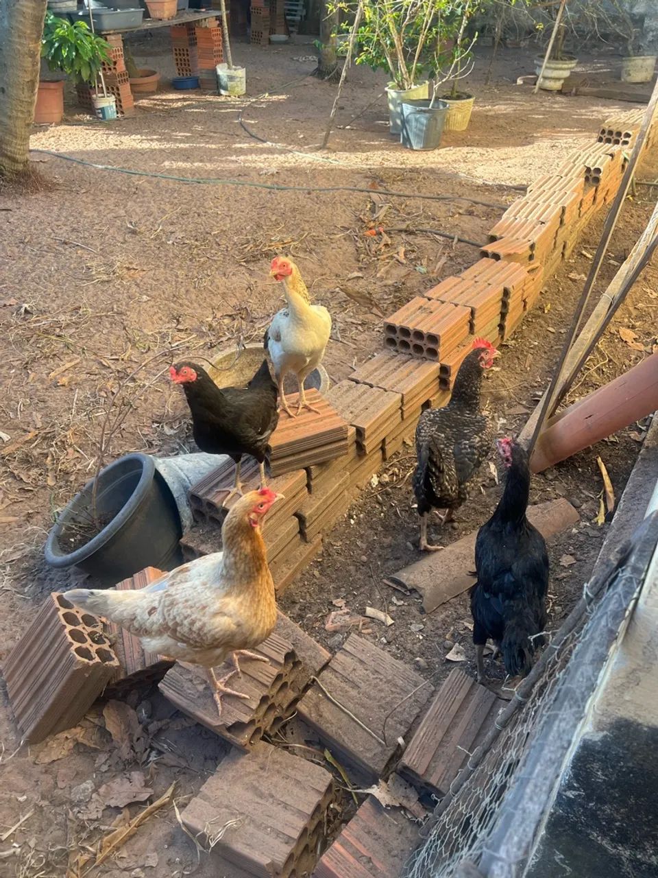 Frango e frangas caipira  - Foto 2