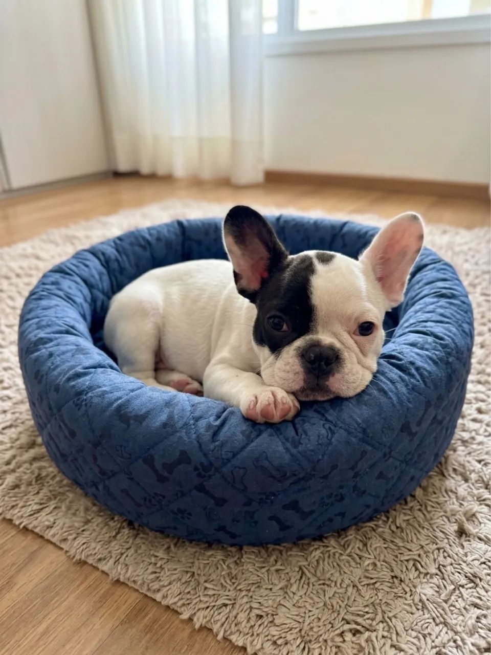 Buldogue Francês macho - Foto 4