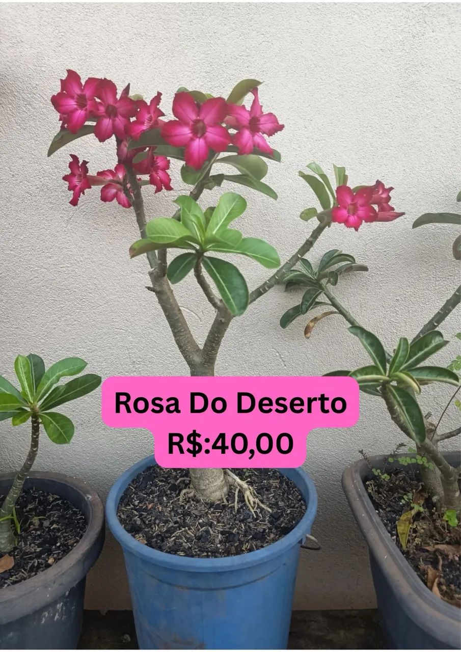 Rosa do Deserto