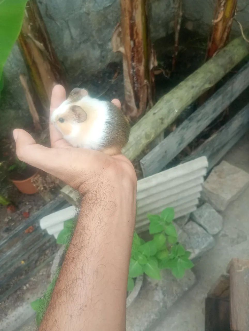 Porquinhos da índia filhotes 