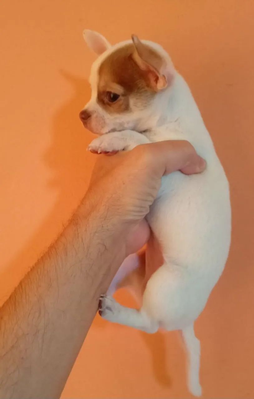 Chihuahuas - Foto 2