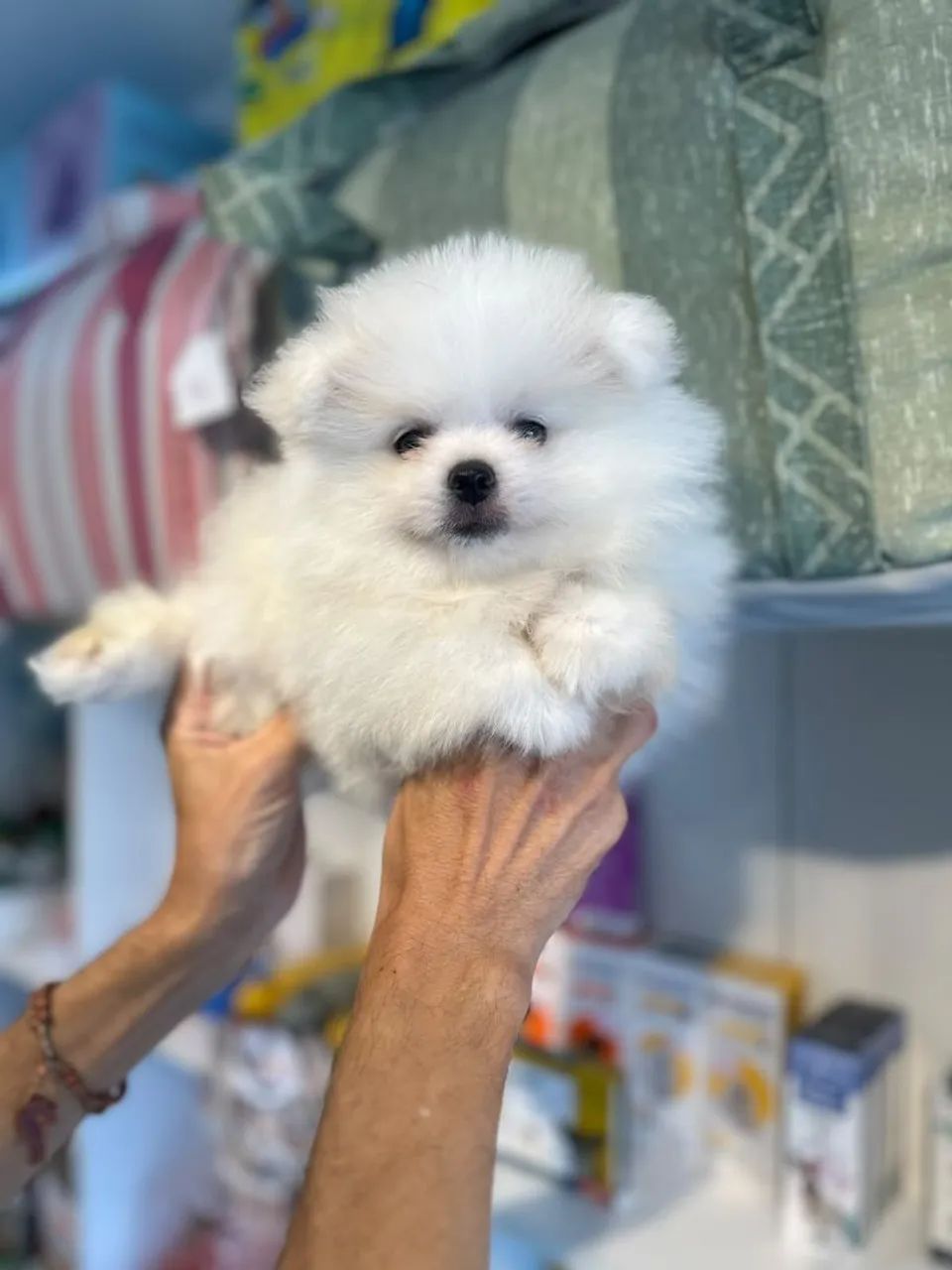 Belo e lindo spitz