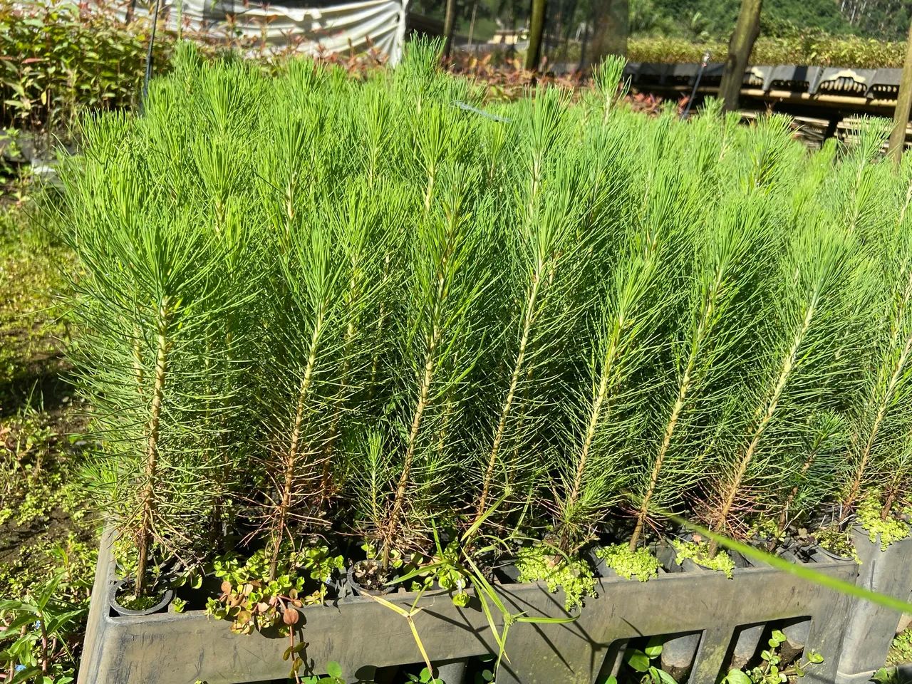 Mudas de Pinus  - Foto 4