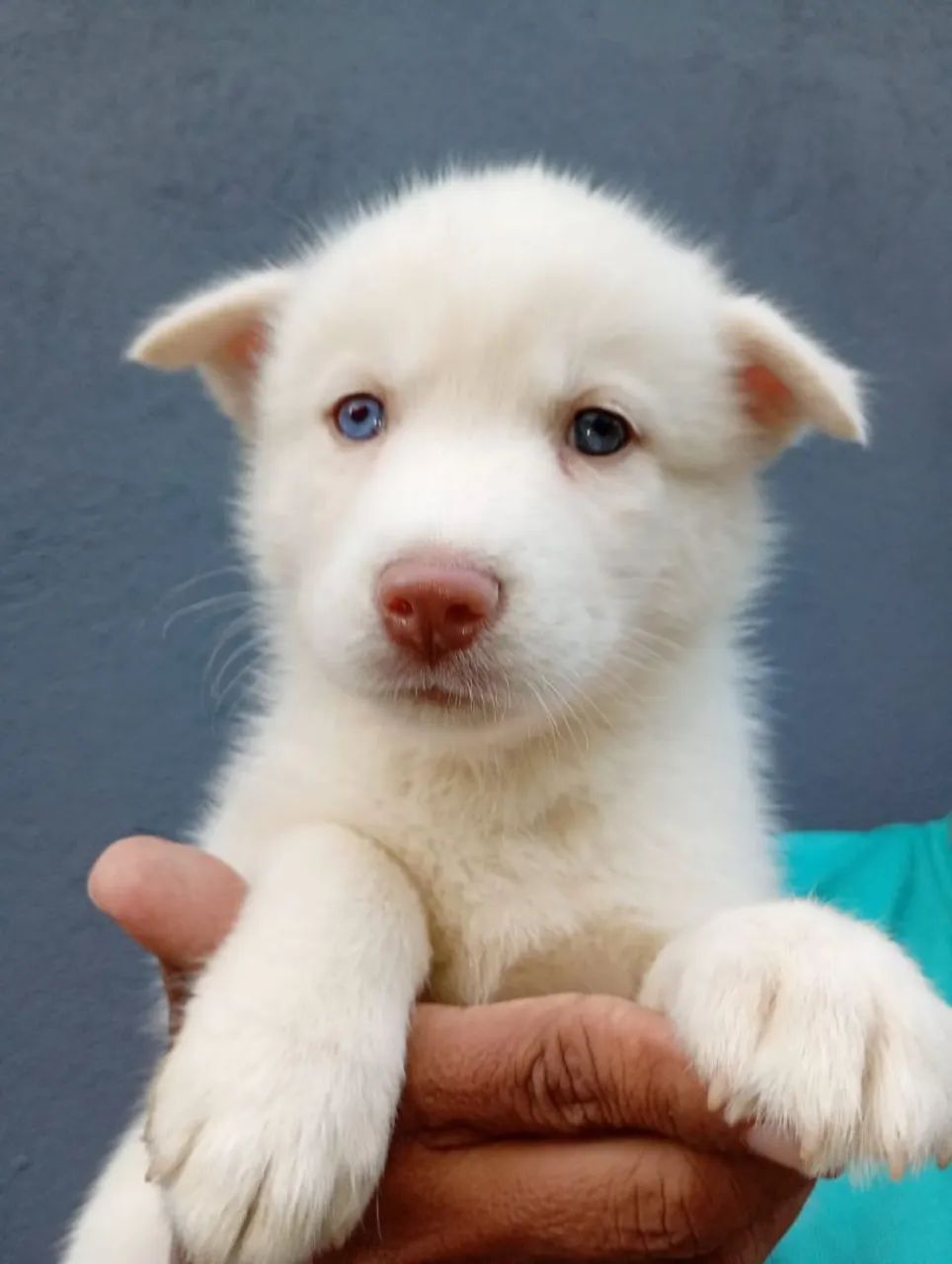 Husky siberiano  - Foto 3