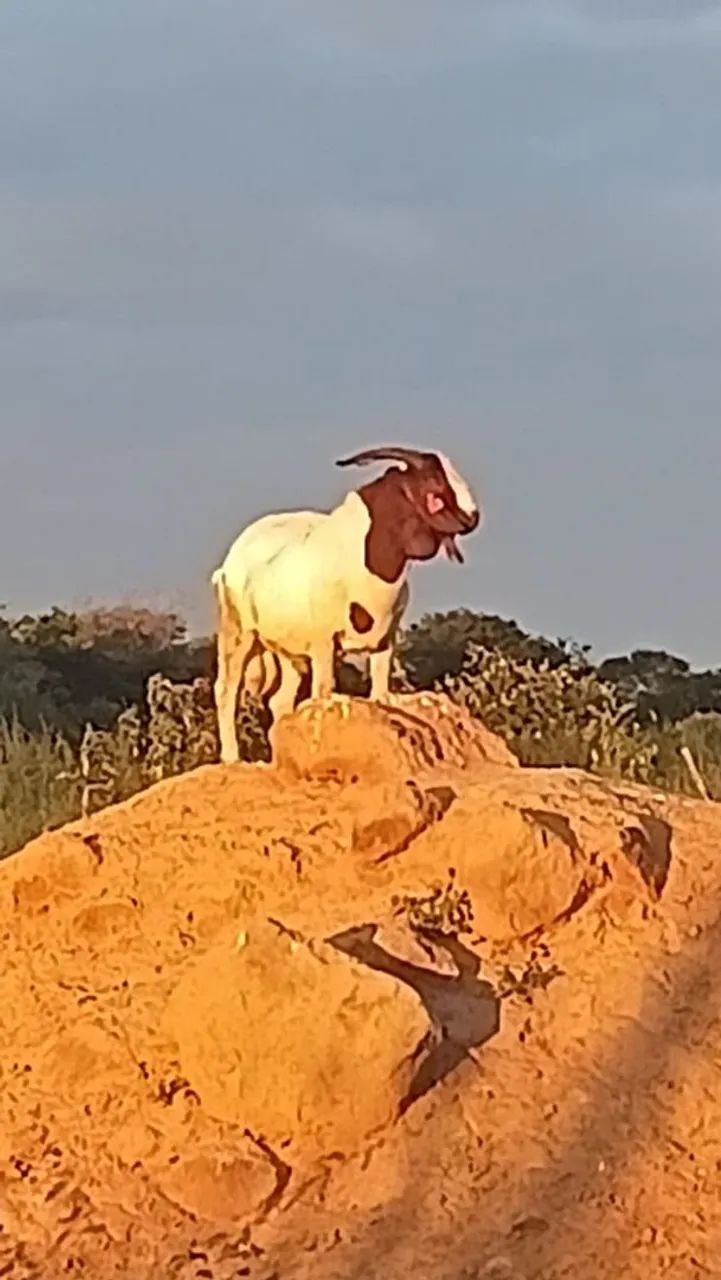 Vendo Bode Bóe 