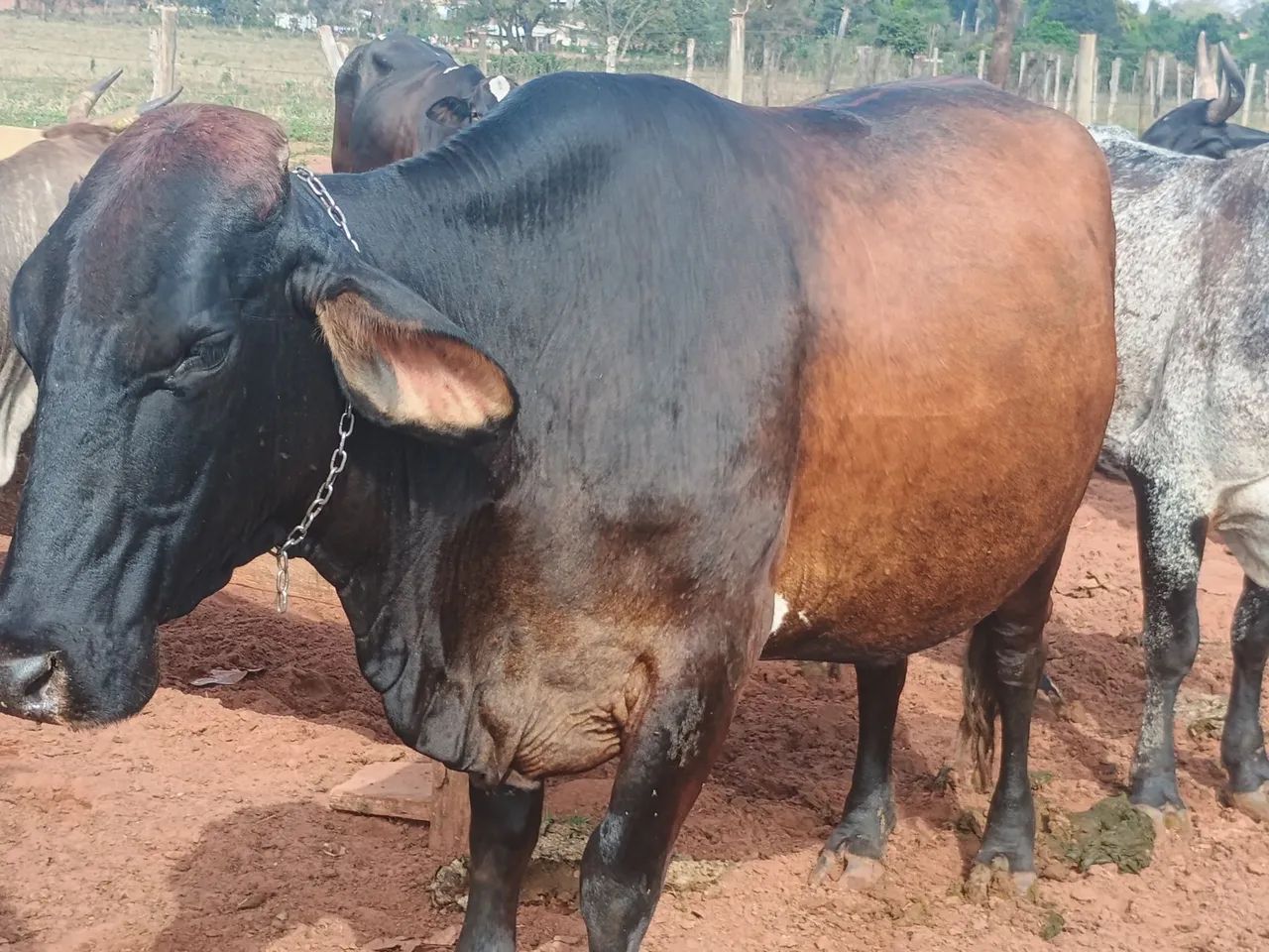 Vaca leiteira  - Foto 3
