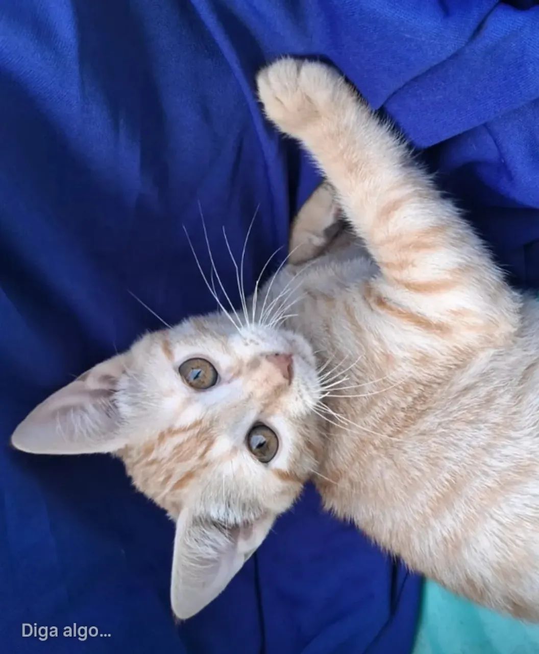 Adoção doação lindo gato filhote láranjja