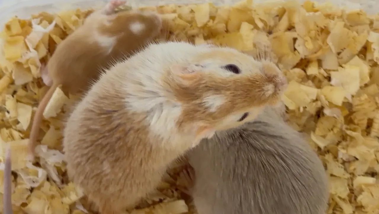 GERBIL CASAL - Foto 2