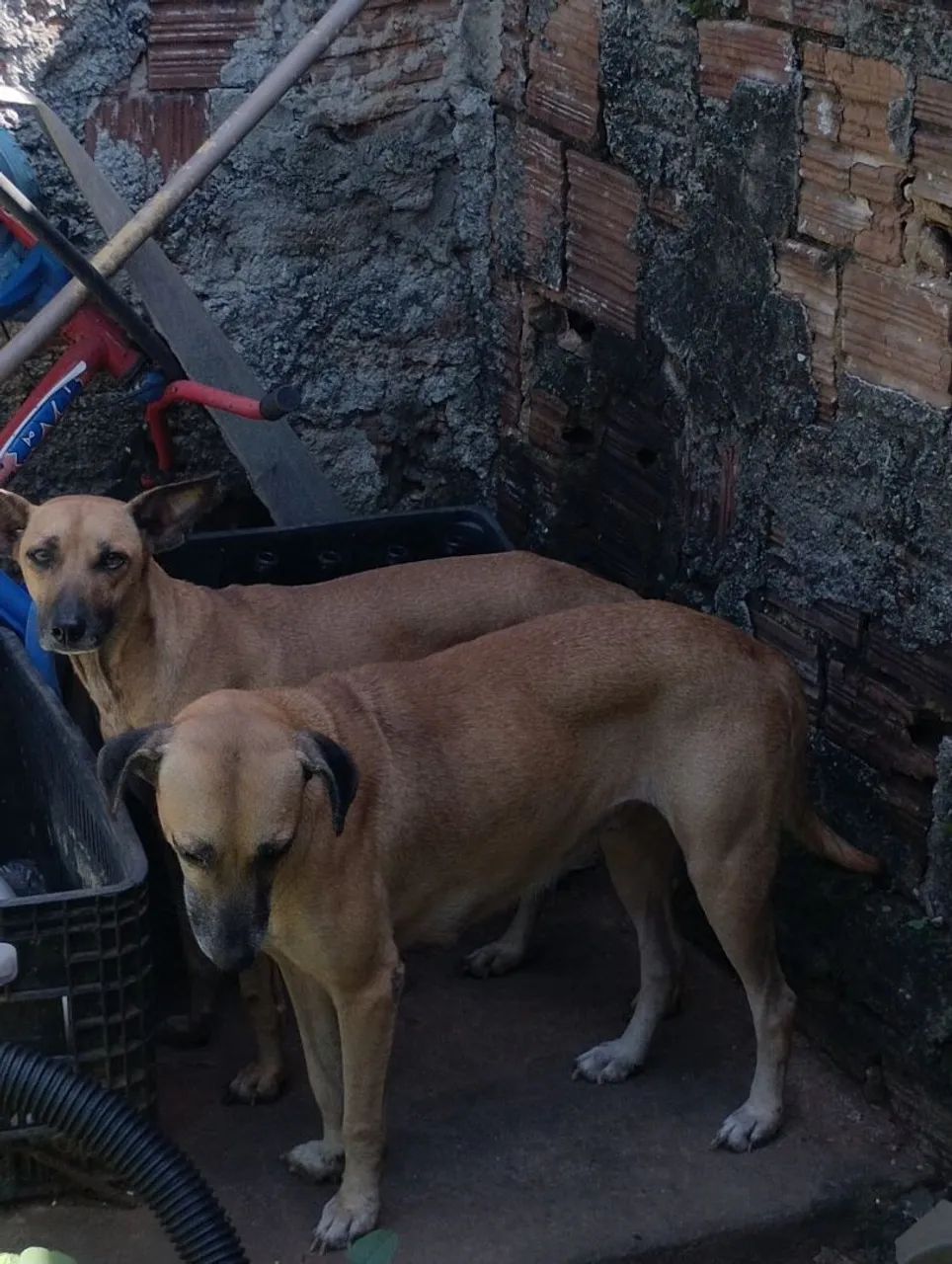 Doação de cachorras médio porte!  - Foto 3