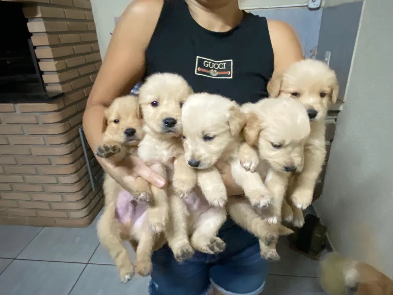 Filhotes Golden Retriver  - Foto 5