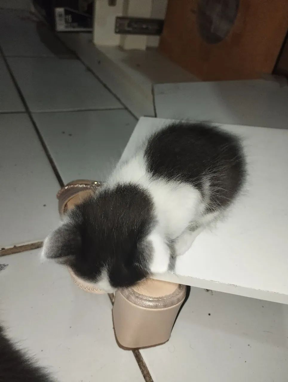 Doação filhotes de gatos