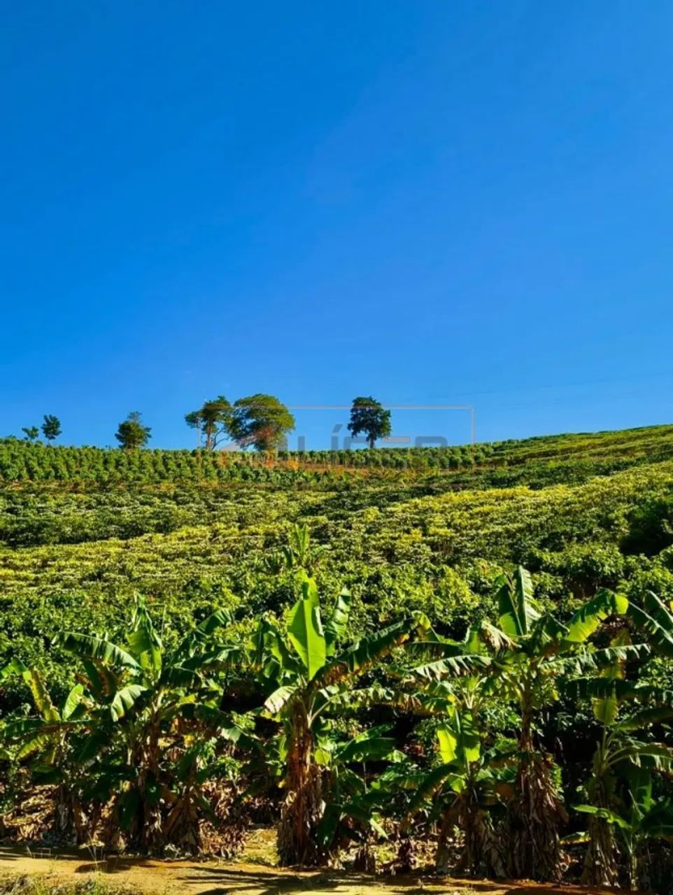 Vendo Terreno no Córrego Barbados